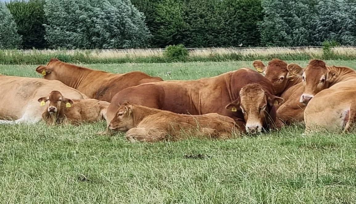 Sfeerafbeelding - Limousins