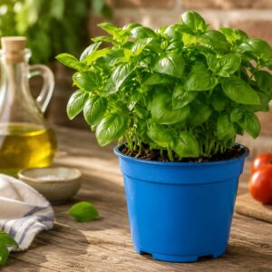 basilicum-op-pot-biologisch.jpg