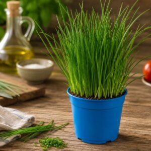 bieslook-in-pot-biologisch.jpg